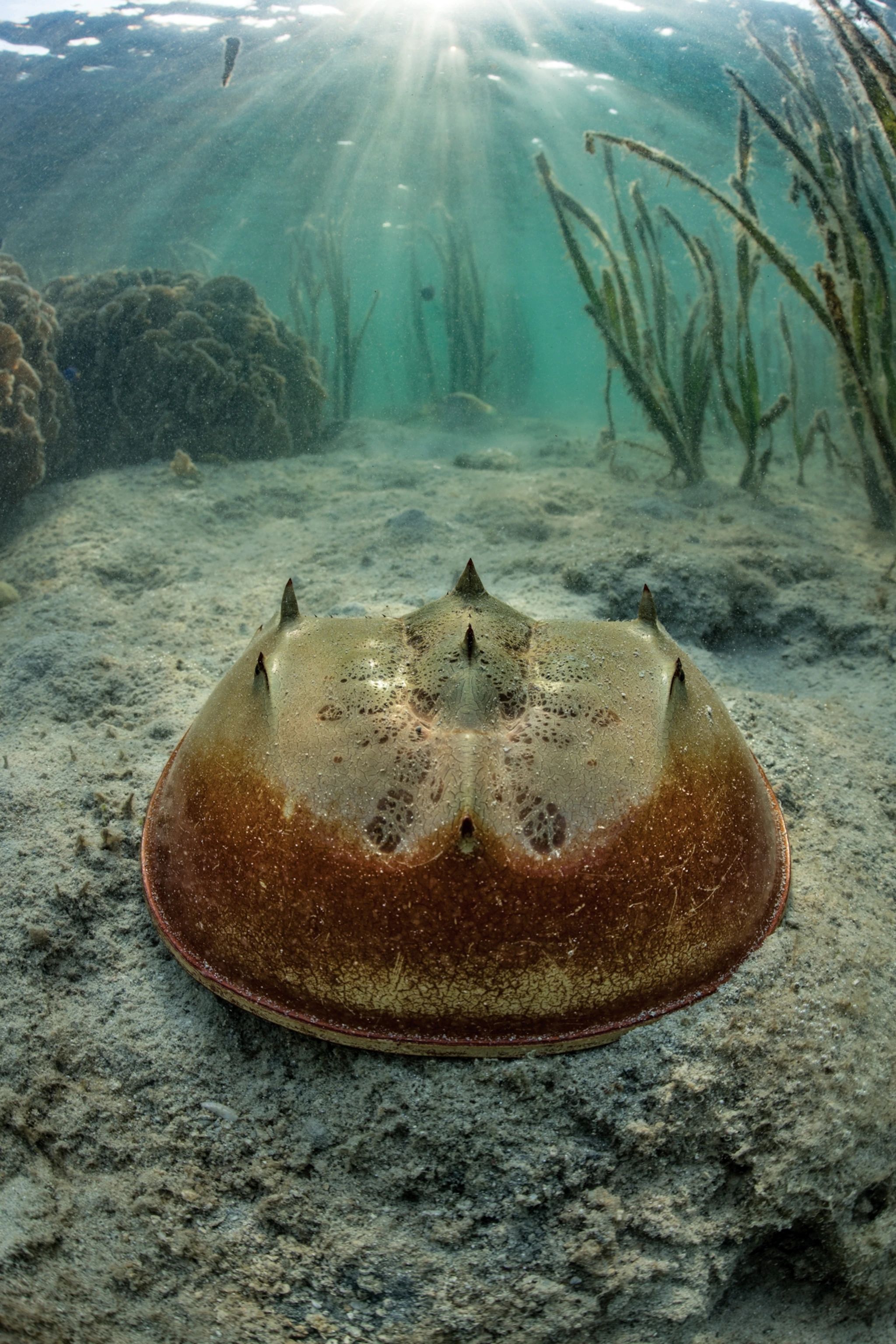 🦀 가사오카 시립 투구게 박물관(가사오카시리쓰카부토가니하쿠부쓰칸) 이미지 8